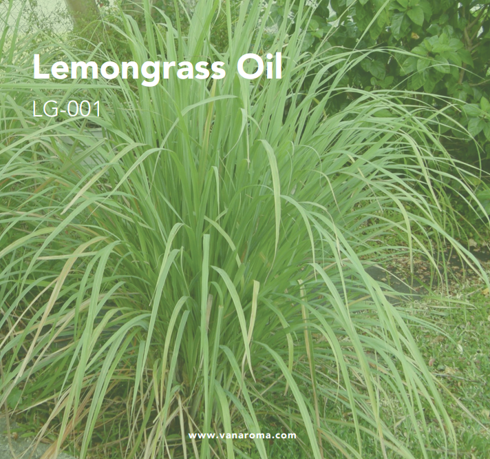 Lemongrass Oil (LG-001) Van Aroma